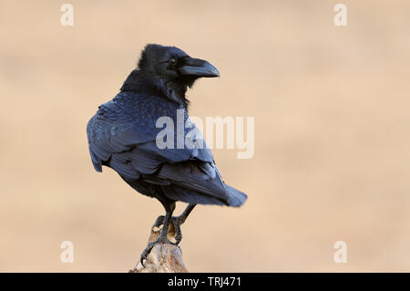 Kolkrabe (Corvus Corax) in perfektes Licht, auf einem Zweig sitzend, wieder über seine Schulter, schönes Gefieder, Wildlife, Europa. Stockfoto