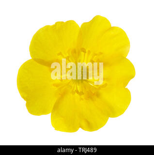 Gelbe Butterblume auf weißem Hintergrund. Stockfoto