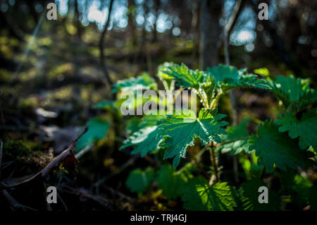 Nesseln im Wald Stockfoto