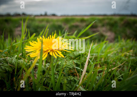 Ein einsamer Löwenzahn pokes Es ist Blume aus Gras Stockfoto