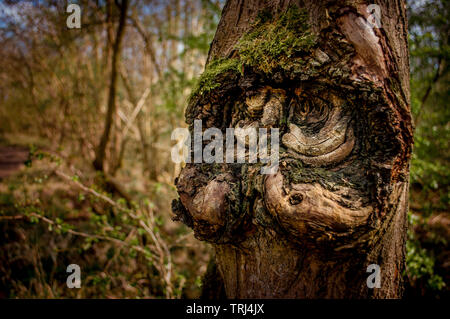 Ein Baum in einem Wald, das Gesicht eines alten Mannes mit einer Lenkstange Schnurrbart ähnelt Stockfoto