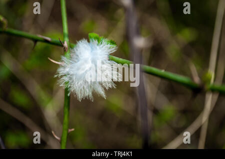 Eine zarte Feder gefangen auf dem Dorn von einem Dornbusch. Dies war in einem Park in Northamptonshire, England im Frühling erschossen. Stockfoto