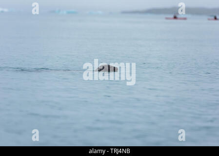 Dichtung schwimmen im eiskalten Wasser der Gletschersee Jökulsárlón Gletscherlagune, Island Stockfoto