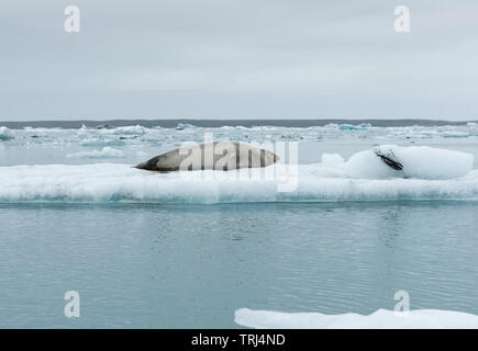 Dichtung entspannen auf einer schwimmenden Eisberg in Gletscherlagune Jokulsarlon, Island Stockfoto