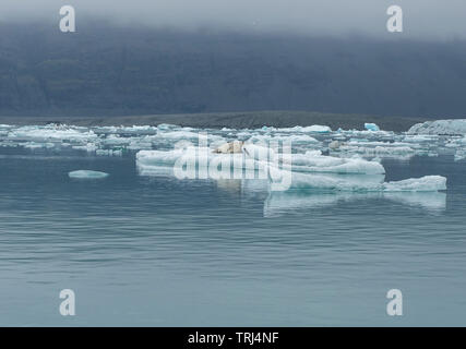 Dichtung entspannen auf einer schwimmenden Eisberg in Gletscherlagune Jokulsarlon, Island Stockfoto