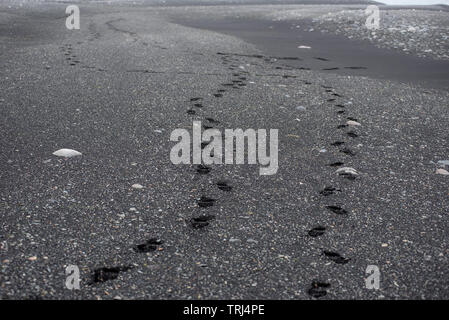 Fußabdrücke in schwarzen vulkanischen Sand an einem Strand in Island Stockfoto