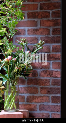 Blumenstrauß aus Pfingstrose Knospen in einem durchsichtigen Glas Vase, mit Pflanzen und Wand im Hintergrund. Stockfoto