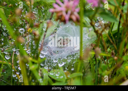 Dies ist eine sehr häufige Spinne Arten in Rumänien, aber es hat eine arhitectural Sinn. Stockfoto