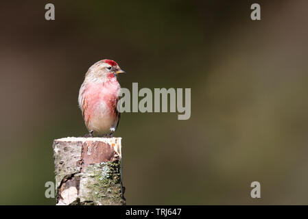 Ein geringerer Redpoll, Carduelis Cabaret, auf einem Silver Birch Baumstumpf thront auf der Suche nach rechts in den Raum öffnen, kopieren Stockfoto