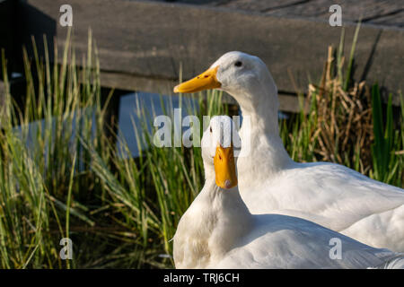 Zwei männliche Pekingenten (Anas platyrhynchos domesticus) am See bei Sonnenuntergang Stockfoto