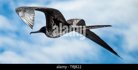 Weibliche Galapagos Fregatte flys vor blauem Himmel. Stockfoto