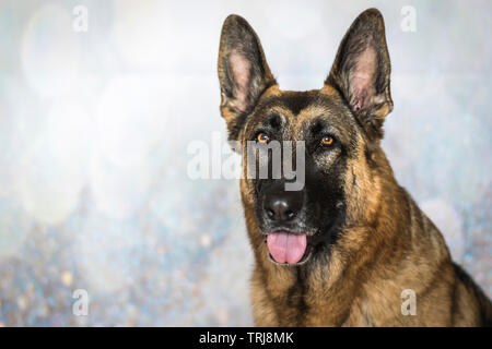 Ein edler Deutscher Schäferhund mit Augen braune Augen schauen direkt in die Kamera Stockfoto