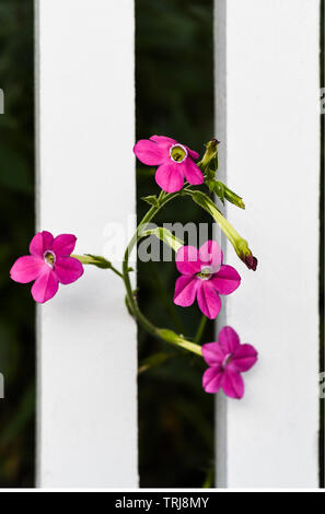 Schöne kleine rosafarbene Blumen, die so wachsen, als ob sie durch einen weißen, gepflückten Zaun peitschen. Stockfoto