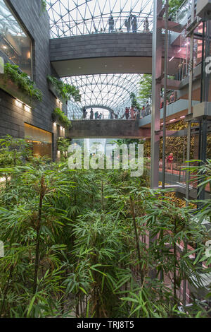 Langsam den Blick auf die Innenausstattung entspricht der Natur an Juwel Changi Airport, Singapur Stockfoto