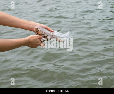 Hände Frauen pellets füttern Fische im Teich Stockfoto