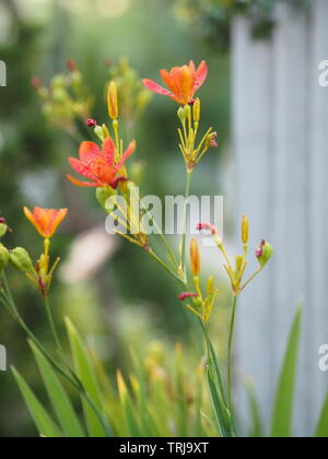 Orange Blume name Peruanischen Lily der Blütenstand aus der Axillären ist ein Strauß von Sonnenschirmen die Blütenblätter zusammen in einen schmalen verbunden sind. Stockfoto