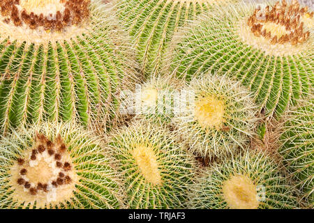 Echinacactus Mexiko, sukkulenten Pflanzen mit gelben Dornen Textur Hintergrund Stockfoto