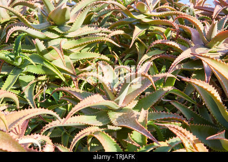 Aloe vera, sukkulenten Pflanzen Textur Hintergrund im Sonnenlicht Stockfoto