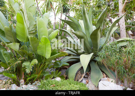 MONTE CARLO, MONACO - 20. AUGUST 2016: Der exotische Garten, grossen tropischen Pflanzen in einem Sommertag in Monte Carlo, Monaco. Stockfoto