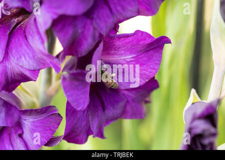 Honey Bee Pollen sammeln von Grand Dorsett, Crawley, West Sussex Stockfoto