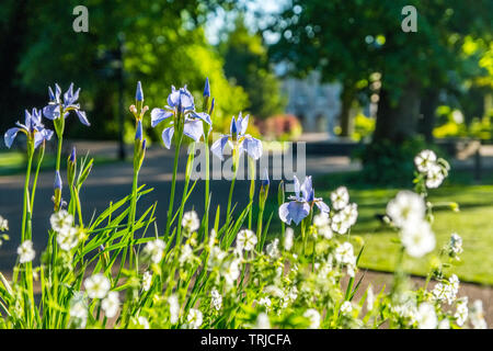 Blue Iris in der Pavilion Gardens, ein Park in der Kurstadt Buxton, Derbyshire, UK Stockfoto