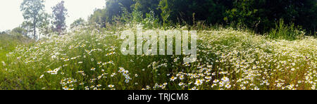 Panorama einer blühenden Feld der Kamille in einem hellen Lujiang Stockfoto