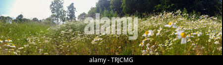 Panorama einer blühenden Feld der Kamille in einem hellen Lujiang Stockfoto