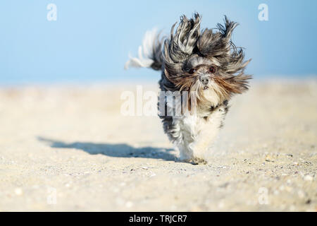 Adorable, fröhlich und lustig Bichon Havaneser Hund mit Sand auf die Schnauze, die auf dem Strand mit fliegenden Ohren und Haare auf einem hellen, sonnigen Tag. Flache de Stockfoto