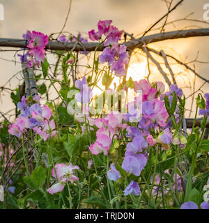 Sweet pea Pflanzen blühen bei Sonnenuntergang oder Sunrise Stockfoto