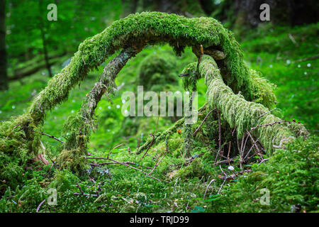 Schließen Sie herauf Bild von Arch aus Zweigen mit Moos auf Waldboden. Schöne Szene in unberührten Schottischen Wäldern. Natur details. Reinheit. Stockfoto