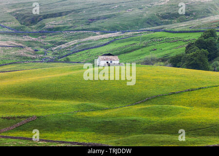 Ein traditionelles, weiß getünchtes Scheune durch wilde Blume Mähwiesen, Harwood, Obere Teesdale, County Durham, UK Umgeben Stockfoto