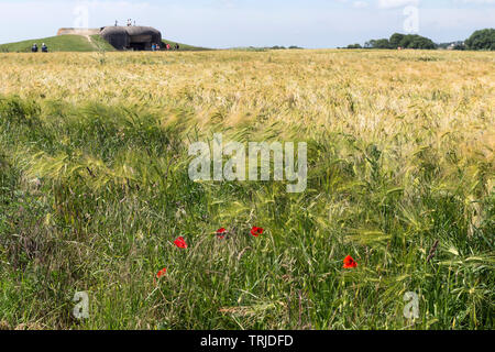 Mohn in einem Feld von Windblown Weizen vor der Longues-sur-Mer Gun Batterie westlich von Arromanches-les-Bains, Normandie Küste, Frankreich, EU Stockfoto