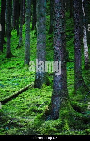 Pinien mit Wurzeln bedeckt mit Moos wächst an Hang inmitten üppiger Wälder. unberührte Umwelt der Schottischen Highlands. schönen Wald landschaft. Stockfoto