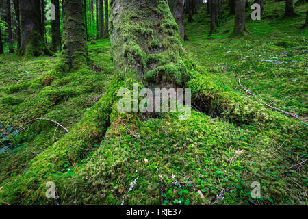 Baum mit Wurzeln mit Moos wachsen auf Waldboden bedeckt. Schöne Szene in einem üppigen Schottischen Wäldern. Ruhige Umgebung. Schönheit in der Natur. Stockfoto