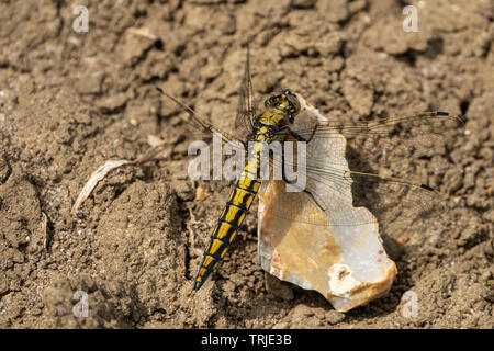 Nahaufnahme eines schwarzen und gelben Drachen fliegen mit Flügeln Stockfoto