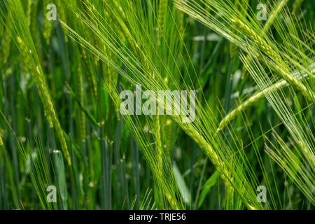 Unreif Gerste, noch grün, bis Details schliessen Stockfoto
