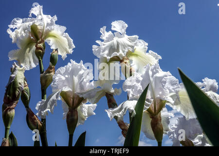 Große bärtige Iris weiße Iris „Carrara Lace“ Bartlaus weiße Blüten Stockfoto