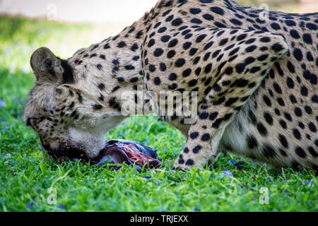 Cheetah Essen und Kauen ein Stück Fleisch in das grüne Gras Stockfoto