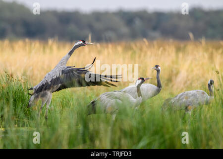 Kranich - Grus Grus, schöne große Vogel aus Euroasian Felder und Wiesen, Hortobagy National Park, Ungarn. Stockfoto