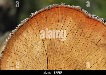 Frisch geschnittenen Baum Textur. Abschnitt der alten Stamm mit jahresringe. Holz- Zusammenfassung Hintergrund. Alte, gebrochene Baumstamm, Querschnitt Holz Stockfoto