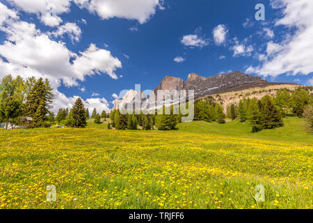 Rosengarten Gruppe aus Wiesen von wilden Blumen blühen, Reifen, Tal, Dolomiten, Provinz Bozen, Südtirol, Italien Stockfoto
