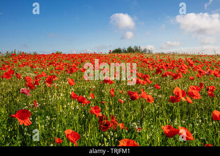 Es gibt Tausende von Roter Mohn stehen auf einer Wiese, die Sonne scheint und es gibt weiße Wolken im blauen Himmel Stockfoto