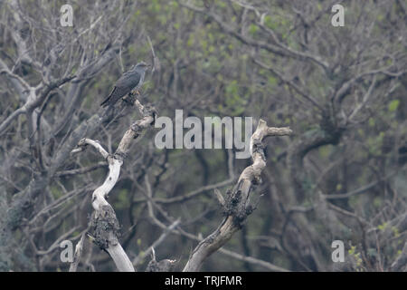 Gemeinsame Kuckuck/Kuckuck (Cuculus canorus) auf einem trockenen Baum in weitem Abstand am Rande eines Waldes, Wildlife, Europa thront. Stockfoto