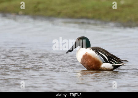 Northern Shoveler/Loeffelente (Anas Clypeata), erwachsenen Mann in der Zucht Kleid, Sitzen, im flachen Wasser, Wildnis, Europa ruht. Stockfoto