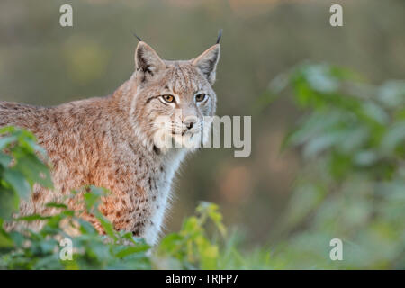 Eurasischen Luchs / Eurasischer Luchs (Lynx lynx), die alten nach, versteckt hinter Büschen, perfektes Licht, Beobachten konzentrierte, Europa. Stockfoto