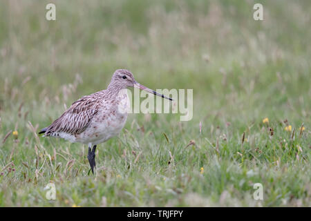 Bar-tailed Godwit/Pfuhlschnepfe (Limosa lapponica) im Frühjahr, wandernde wader Vogel, ruht auf einer nassen Wiese, Flora und Fauna in Europa. Stockfoto