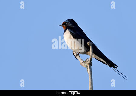 Rauchschwalbe/Rauchschwalbe (Hirundo rustica) thront auf einem trockenen Elder Bush, typische Zugvögel, Wildlife, Europa. Stockfoto