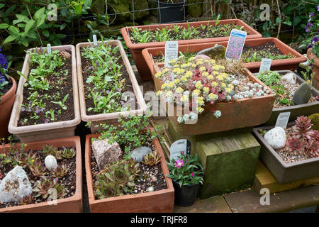 Eine Sammlung von Alpines im Frühjahr nimmt Gestalt auf dem Bauernhof amateur Garten auf 900 ft in Nidderdale. Torf Lane, Bewerley, Harrogate, N Yorks, Großbritannien. Stockfoto