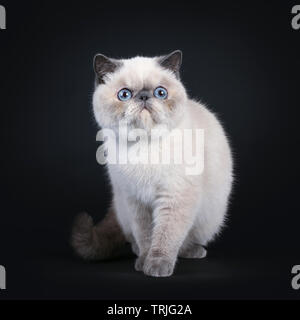 Süße Blue Tortie Point Exotic Shorthair kitten, Walking/Standing in Richtung Objektiv. Suchen neben Objektiv mit blauen Augen. Auf schwarzem Hintergrund isoliert. Stockfoto