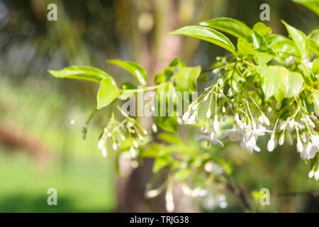 Wrightia religiosa Benth oder Mok Blumen Hintergrund mit Sonnenlicht und verschwommen. Stockfoto